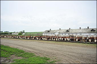 30 июня 2017 Новая подъездная дорога к племенному комплексу ОАО "Промышленный" в Бийском районе