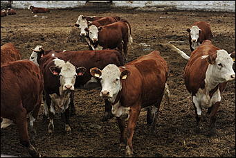 30 июня 2017 Новая подъездная дорога к племенному комплексу ОАО "Промышленный" в Бийском районе