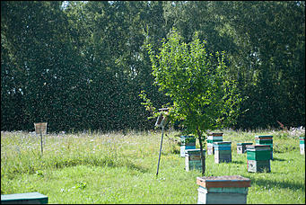 26 июля 2017 г., п Новый   Как французы алтайский мёд пробовали