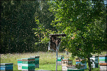 26 июля 2017 г., п Новый   Как французы алтайский мёд пробовали