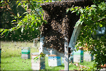 26 июля 2017 г., п Новый   Как французы алтайский мёд пробовали