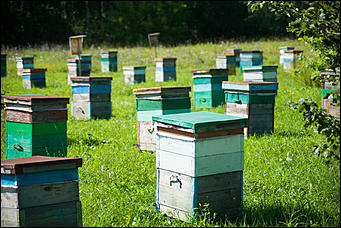 26 июля 2017 г., п Новый   Как французы алтайский мёд пробовали