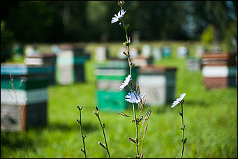 26 июля 2017 г., п Новый   Как французы алтайский мёд пробовали