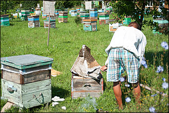 26 июля 2017 г., п Новый   Как французы алтайский мёд пробовали