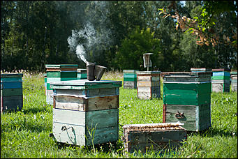 26 июля 2017 г., п Новый   Как французы алтайский мёд пробовали