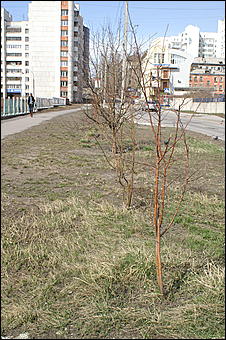 12 апреля 2007 г., Барнаул   В Барнауле прошел "чистый четверг"