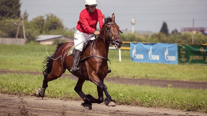 7 августа 2016 года   Кони и люди: как прошел Всероссийский фестиваль орловского рысака в Барнауле