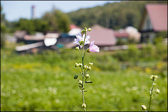 24 июль 2017 г.,с. Сростки   22 июля на горе Пикет в Сростках прошел Всероссийский Шукшинский фестиваль 