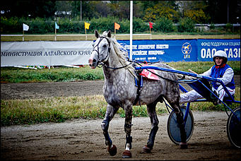 21 сентябрь 2015 г., Барнаул    В Барнауле прошли скачки "Grand-Prix Радио Монте-Карло"