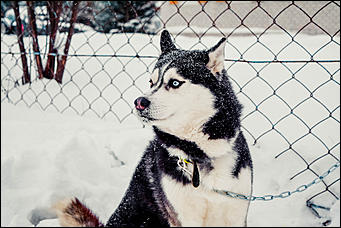 17.12.2016   "Стрела Ульгеня-2016": как прошла крупнейшая гонка на собачьих упряжках