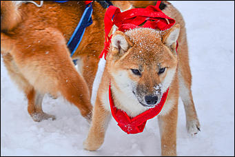 17.12.2016   "Стрела Ульгеня-2016": как прошла крупнейшая гонка на собачьих упряжках