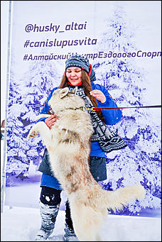 17.12.2016   "Стрела Ульгеня-2016": как прошла крупнейшая гонка на собачьих упряжках