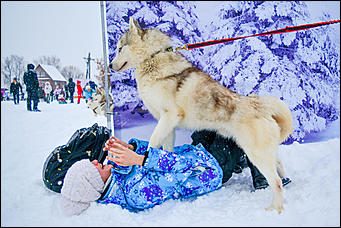 17.12.2016   "Стрела Ульгеня-2016": как прошла крупнейшая гонка на собачьих упряжках