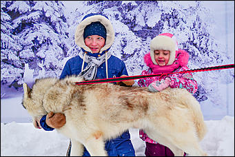 17.12.2016   "Стрела Ульгеня-2016": как прошла крупнейшая гонка на собачьих упряжках