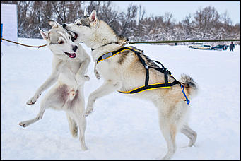 17.12.2016   "Стрела Ульгеня-2016": как прошла крупнейшая гонка на собачьих упряжках
