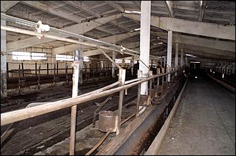 8 сентября 2006 г., Барнаул   Уборочная компания в Усть-Калманском районе Алтайского края