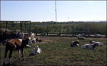 8 сентября 2006 г., Барнаул   Уборочная компания в Усть-Калманском районе Алтайского края