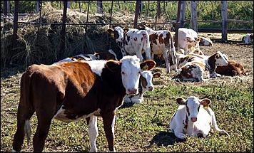 8 сентября 2006 г., Барнаул   Уборочная компания в Усть-Калманском районе Алтайского края