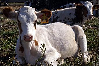 8 сентября 2006 г., Барнаул   Уборочная компания в Усть-Калманском районе Алтайского края