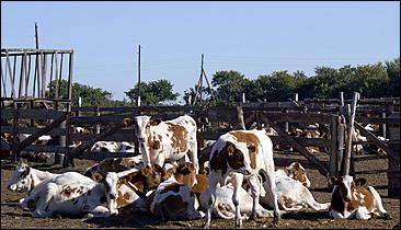 8 сентября 2006 г., Барнаул   Уборочная компания в Усть-Калманском районе Алтайского края