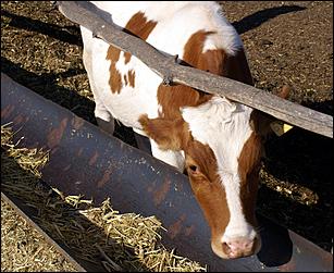 8 сентября 2006 г., Барнаул   Уборочная компания в Усть-Калманском районе Алтайского края