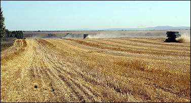 8 сентября 2006 г., Барнаул   Уборочная компания в Усть-Калманском районе Алтайского края