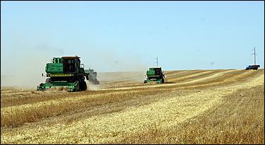 8 сентября 2006 г., Барнаул   Уборочная компания в Усть-Калманском районе Алтайского края