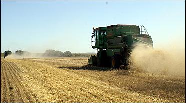 8 сентября 2006 г., Барнаул   Уборочная компания в Усть-Калманском районе Алтайского края
