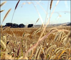 8 сентября 2006 г., Барнаул   Уборочная компания в Усть-Калманском районе Алтайского края