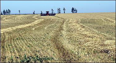 8 сентября 2006 г., Барнаул   Уборочная компания в Усть-Калманском районе Алтайского края