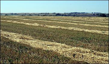 8 сентября 2006 г., Барнаул   Уборочная компания в Усть-Калманском районе Алтайского края