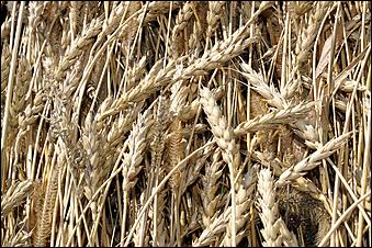 8 сентября 2006 г., Барнаул   Уборочная компания в Усть-Калманском районе Алтайского края