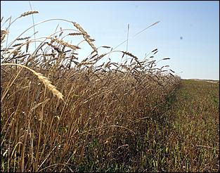 8 сентября 2006 г., Барнаул   Уборочная компания в Усть-Калманском районе Алтайского края