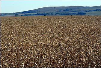 8 сентября 2006 г., Барнаул   Уборочная компания в Усть-Калманском районе Алтайского края