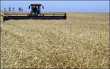 8 сентября 2006 г., Барнаул   Уборочная компания в Усть-Калманском районе Алтайского края