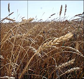 8 сентября 2006 г., Барнаул   Уборочная компания в Усть-Калманском районе Алтайского края