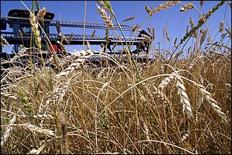 8 сентября 2006 г., Барнаул   Уборочная компания в Усть-Калманском районе Алтайского края