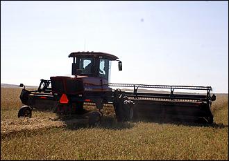 8 сентября 2006 г., Барнаул   Уборочная компания в Усть-Калманском районе Алтайского края