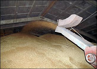 8 сентября 2006 г., Барнаул   Уборочная компания в Усть-Калманском районе Алтайского края