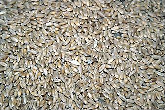 8 сентября 2006 г., Барнаул   Уборочная компания в Усть-Калманском районе Алтайского края