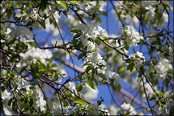 17 май 2016 г., Барнаул   "Один раз в год сады цветут". Барнаул в цвету яблонь 
