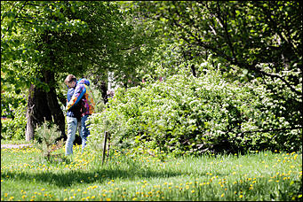 17 май 2016 г., Барнаул   "Один раз в год сады цветут". Барнаул в цвету яблонь 