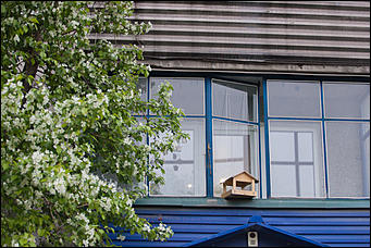 17 май 2016 г., Барнаул   "Один раз в год сады цветут". Барнаул в цвету яблонь 