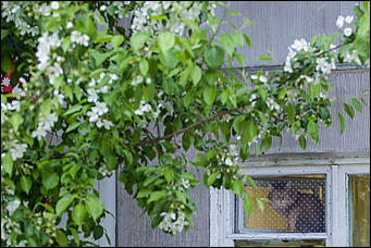 17 май 2016 г., Барнаул   "Один раз в год сады цветут". Барнаул в цвету яблонь 
