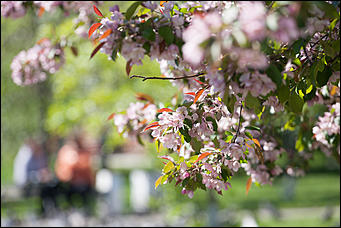 17 май 2016 г., Барнаул   "Один раз в год сады цветут". Барнаул в цвету яблонь 