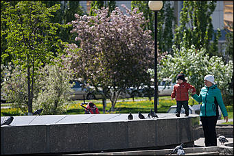 17 май 2016 г., Барнаул   "Один раз в год сады цветут". Барнаул в цвету яблонь 