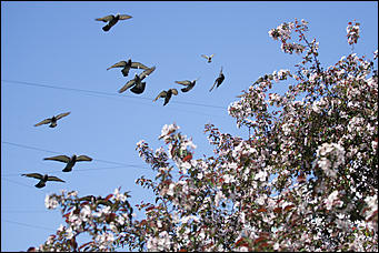 17 май 2016 г., Барнаул   "Один раз в год сады цветут". Барнаул в цвету яблонь 