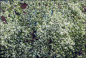 17 май 2016 г., Барнаул   "Один раз в год сады цветут". Барнаул в цвету яблонь 