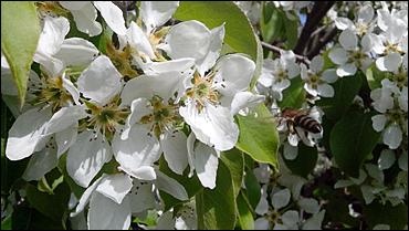 17 май 2016 г., Барнаул   "Один раз в год сады цветут". Барнаул в цвету яблонь 
