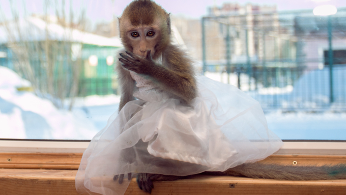 11 января 2016 г    В гостях у молодоженов Василия и Маси